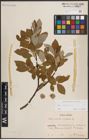 Foto von Salix caprea L.